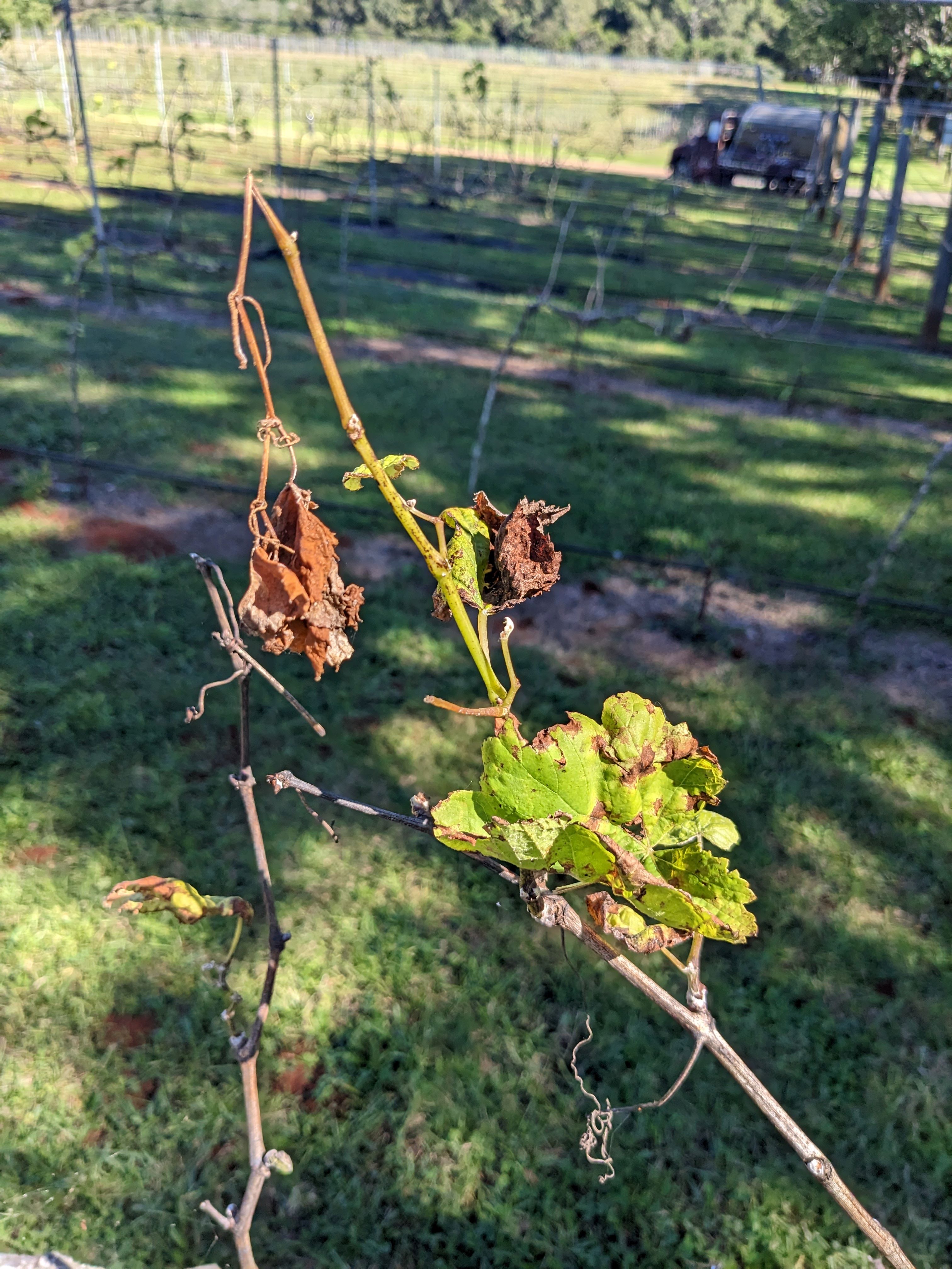 Possible phosphorus deficiency in the ferrosol soils